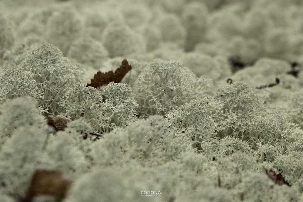 wędkarstwo skandynawia